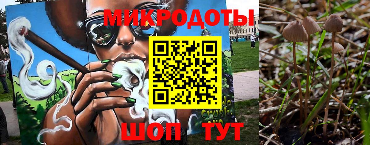 Псилоцибиновые грибы Psilocybe Кисловодск